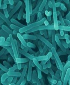 listeria bacteria